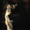 PureLoneWolf