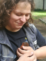 Pico