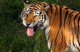 Tigga