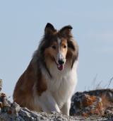Snarfbur