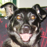 Kreuzdame
