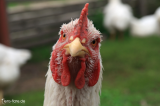 suppenhuhn68